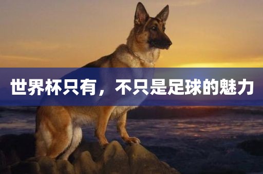 世界杯只有，不只是足球的魅力